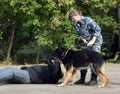 Training service dog for the detention of an armed criminal