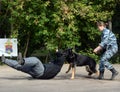 Training service dog for the detention of an armed criminal