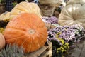 Two giant pumpkins at the traditional autumn exhibition in the Aptekarsky Ogorod branch of the Moscow State University Botanical Royalty Free Stock Photo