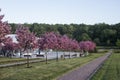 MOSCOW / RUSSIA - 05/27/2017 spring day shot of a row of beautiful pink cherry sakura trees in blossom growing on the lawn of a