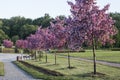 MOSCOW / RUSSIA - 05/27/2017 spring day shot of a row of beautiful pink cherry sakura trees in blossom growing on the lawn of a