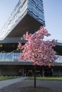 MOSCOW / RUSSIA - 05/27/2017: vertical spring day shot of a beautiful pink cherry sakura tree in blossom growing on the green lawn Royalty Free Stock Photo