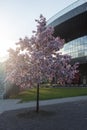 MOSCOW / RUSSIA - 05/27/2017: vertical spring day shot of a beautiful pink cherry sakura tree in blossom growing on the green lawn