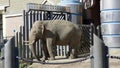 MOSCOW - SEPTEMBER 27: Moscow Zoo big asian elephant in aviary on September 27, 2019 in Moscow, Russia.