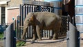 MOSCOW - SEPTEMBER 27: Moscow Zoo big asian elephant in aviary on September 27, 2019 in Moscow, Russia.