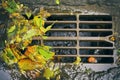 Sewer grate with fallen leaves after autumn rain Royalty Free Stock Photo