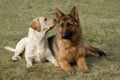 Moscow sheepdog and Labrador retriever. Royalty Free Stock Photo