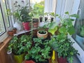 A small vegetable garden on the balcony