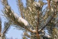 Moscow snow lies on a pine tree.