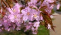 Moscow sunny sakura blossom in spring