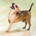 Moscow Toy Terrier barking on floor
