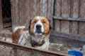 Moscow watchdog in shelter