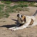 Moscow Watchdog stretching in the sunlight