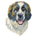 The moscow watchdog, watercolor hand painted dog portrait