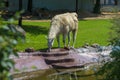 Moscow Zoo, Russia