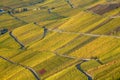 Mosel Vineyard