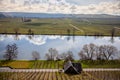 Moselle Landscape at Piesport vineyards spring Landscape