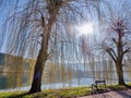 dreamy picture, view of the Moselle with freshly growing willows and a bench Royalty Free Stock Photo