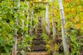 Moselle wine culture Vineyard at the Moselsteig Hiking pathway Royalty Free Stock Photo