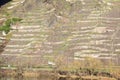 steep terraced Mosel valley vinyards under the bridge Royalty Free Stock Photo