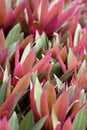 Moses in a Cradle Rhoeo discolor rosette with bi-coloured leaves