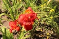 Moses Fire. Luxury flower daylily in the garden close-up. The daylily is a flowering plant in the genus Hemerocallis. Edible Royalty Free Stock Photo