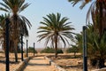 Moses Springs, Water wells and palms in Sinai Peninsula, Ras Sidr, Egypt.