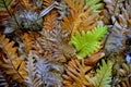 Repeated shapes of tangled fern leaves depict the cycle of life from birth to death Royalty Free Stock Photo