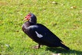 Moskau duck in the park. Birdwatching.