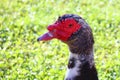 Moskau duck in the park. Birdwatching.