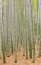 Moso Bamboo Forest in Kamakura Japan