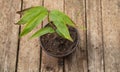 Moso bamboo growing in the pot. Wooden Background Royalty Free Stock Photo