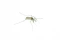 Mosquito Royalty Free Stock Photo