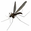 Mosquito