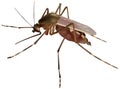 Mosquito Royalty Free Stock Photo