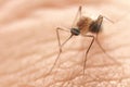 The mosquito Royalty Free Stock Photo