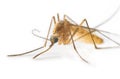 Mosquito Royalty Free Stock Photo