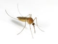 Mosquito Royalty Free Stock Photo