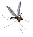 Mosquito