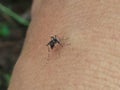 A mosquito of aedes aegypti on the hand skin and biting Royalty Free Stock Photo