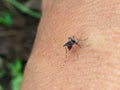 A mosquito of aedes aegypti on the hand skin and biting