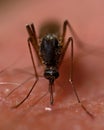 Mosquito Aedes cantans sucking blood Royalty Free Stock Photo