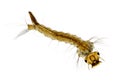 Mosquito (Aedes) larva Royalty Free Stock Photo