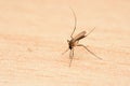 Mosquito macro close up photo