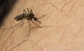 Mosquito attack Royalty Free Stock Photo