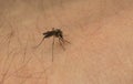 Mosquito attack Royalty Free Stock Photo