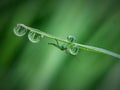 mosquito babies Royalty Free Stock Photo