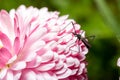 Mosquito beetle sitting on a white-pink daisy flower Royalty Free Stock Photo