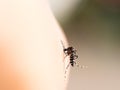 Mosquito bite on human skin (selective focus).