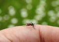 Mosquito bites into finger skin Royalty Free Stock Photo